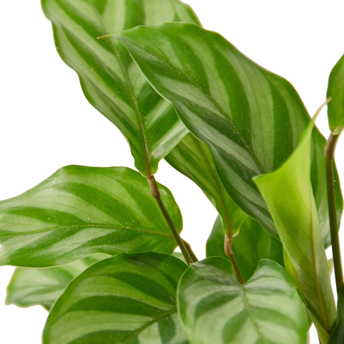 Calathea Concinna 'Freddie' - 6”