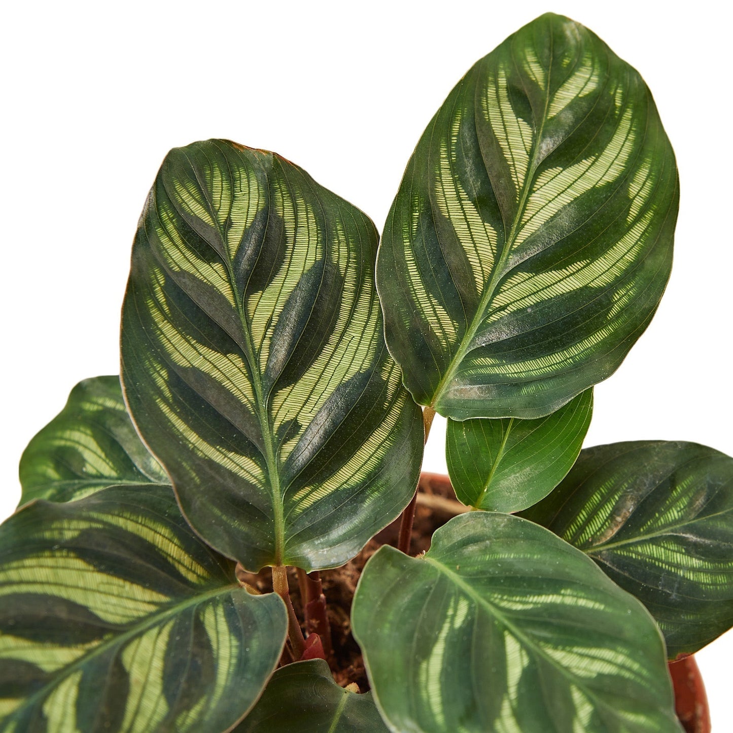 Calathea 'Makoyana' - 6" Pot