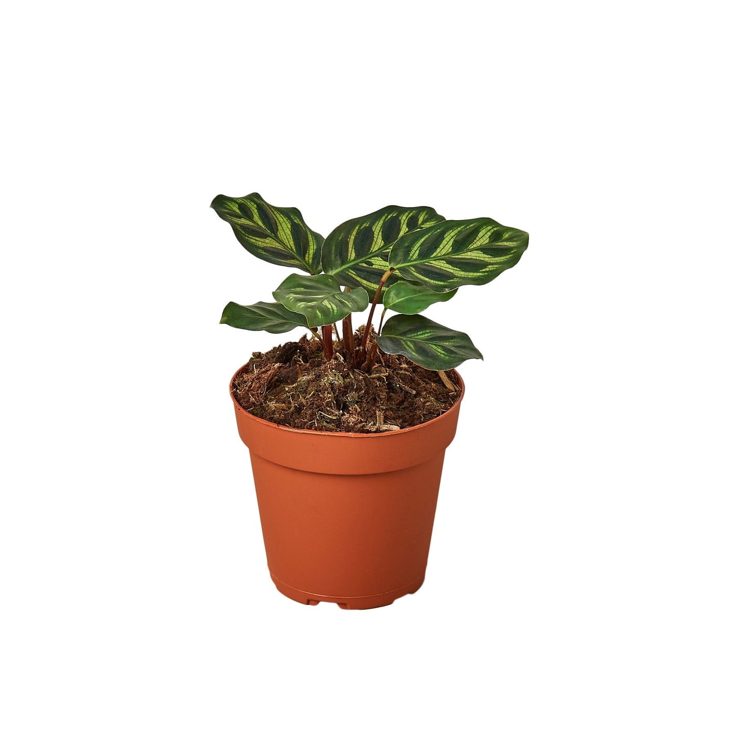 Calathea 'Makoyana' - 6" Pot