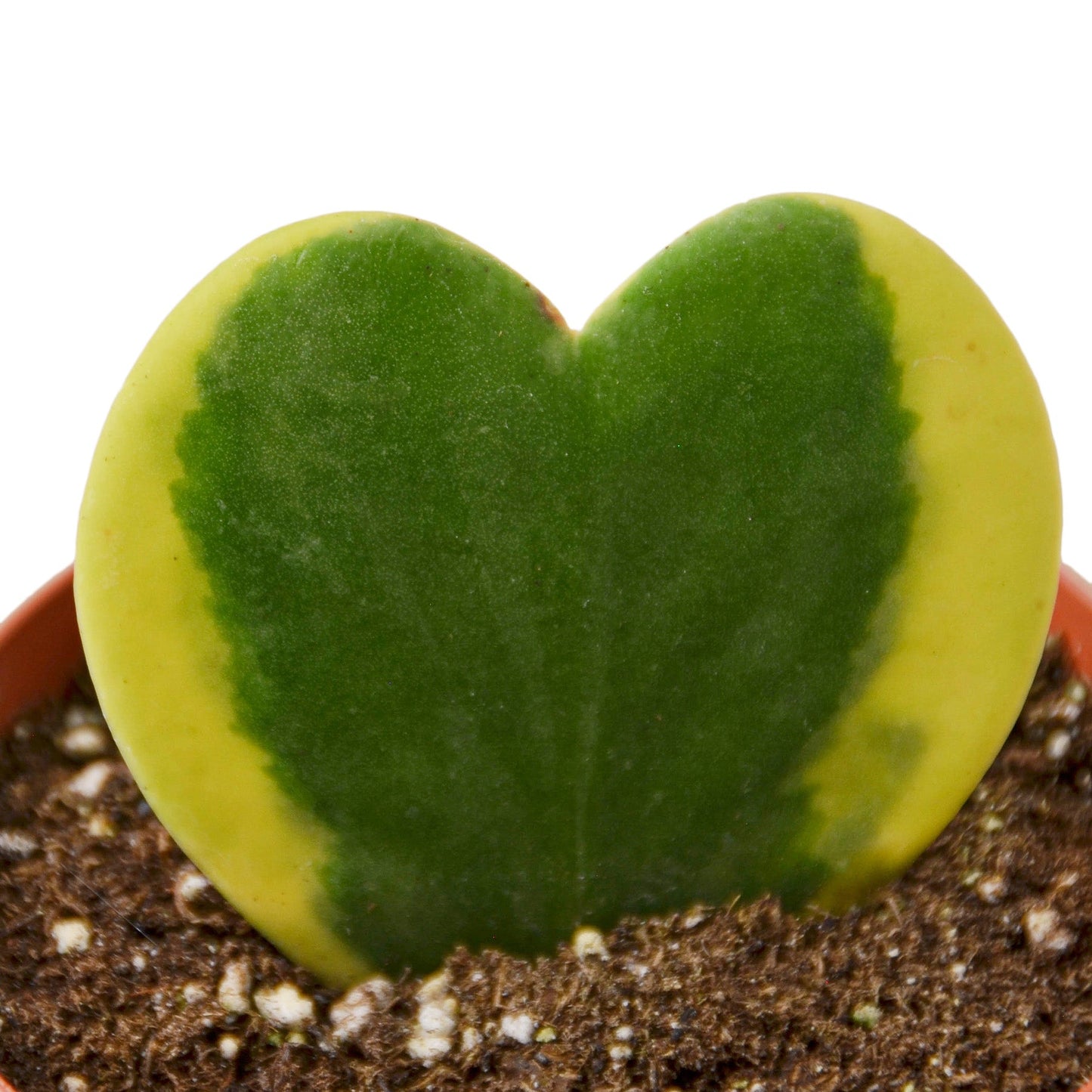 Hoya Sweetheart Variegated