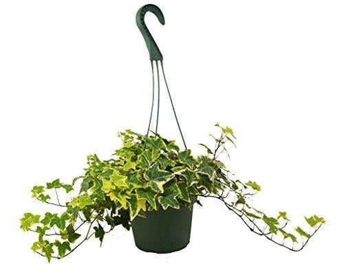 English Ivy Gold Child - 6" Pot - NURSERY POT ONLY