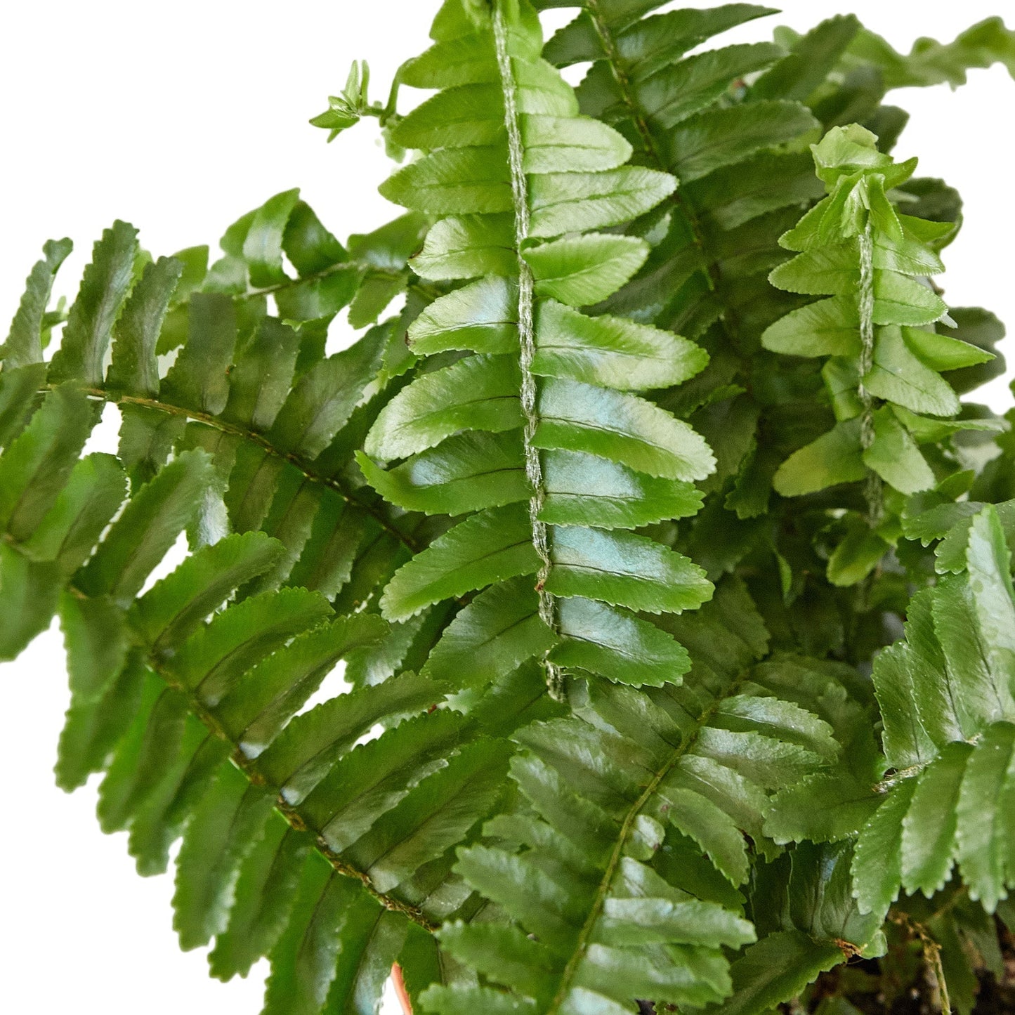 Jester's Crown Fern - 6" - NURSERY POT ONLY