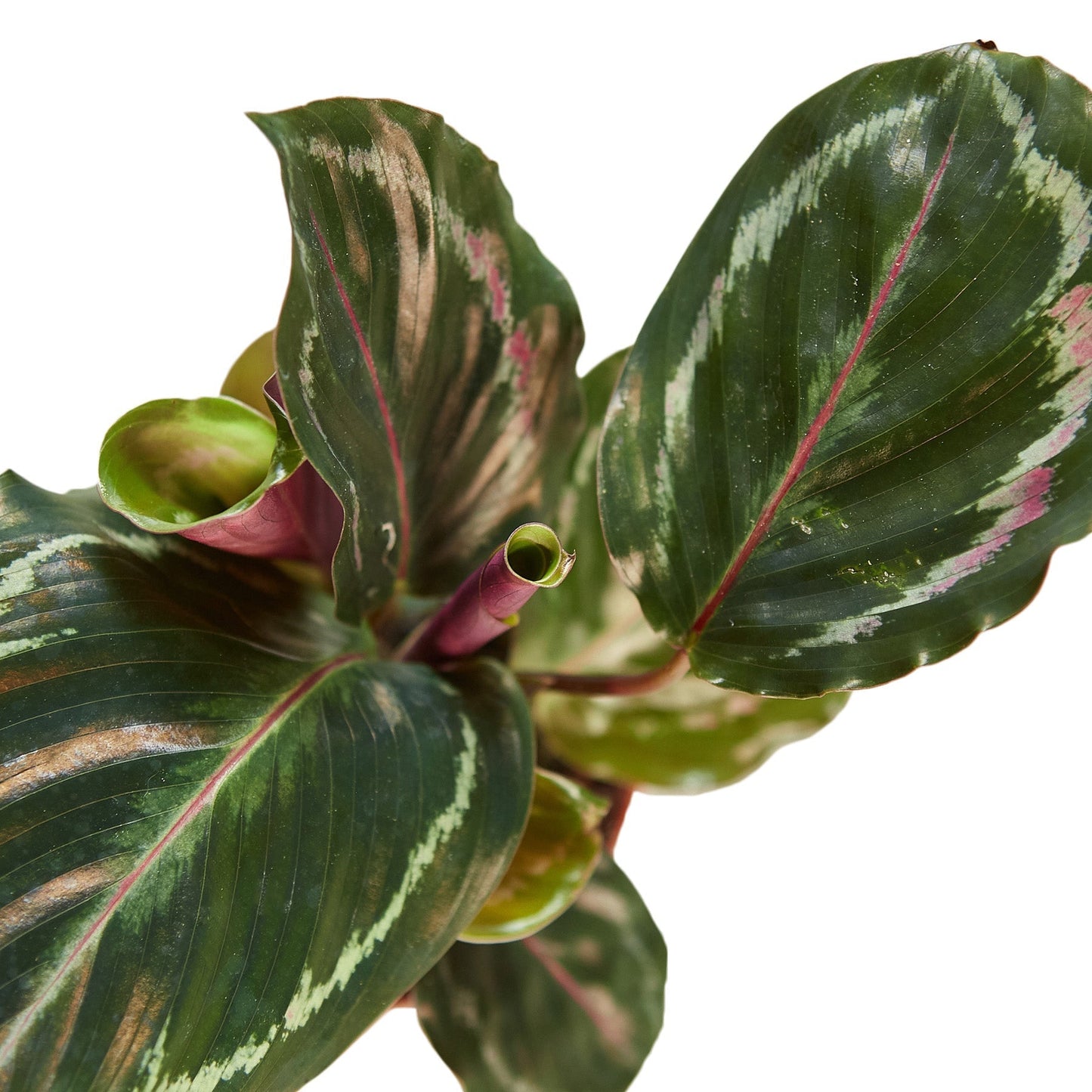 Calathea Roseopicta 'Medallion' - 6" Pot