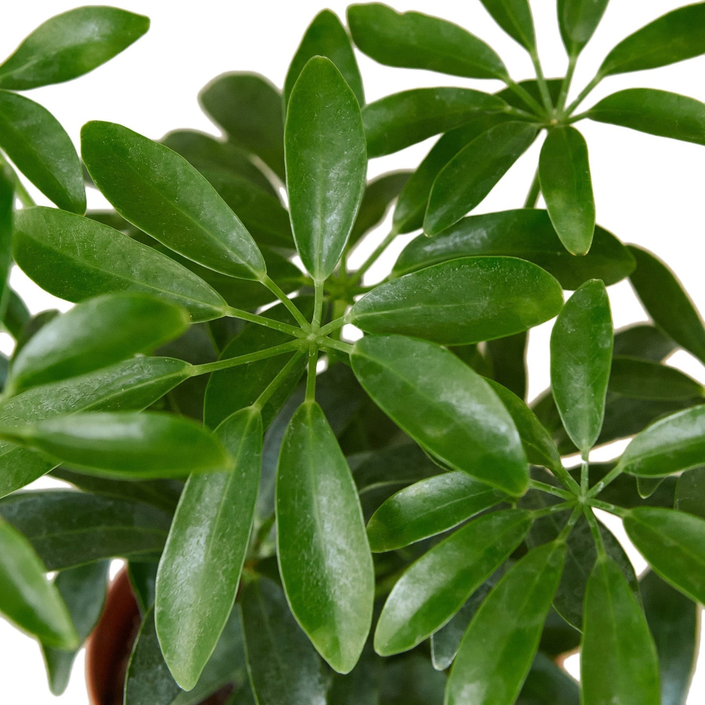 Schefflera Arboricola 'Umbrella' - 6" Pot - NURSERY POT ONLY