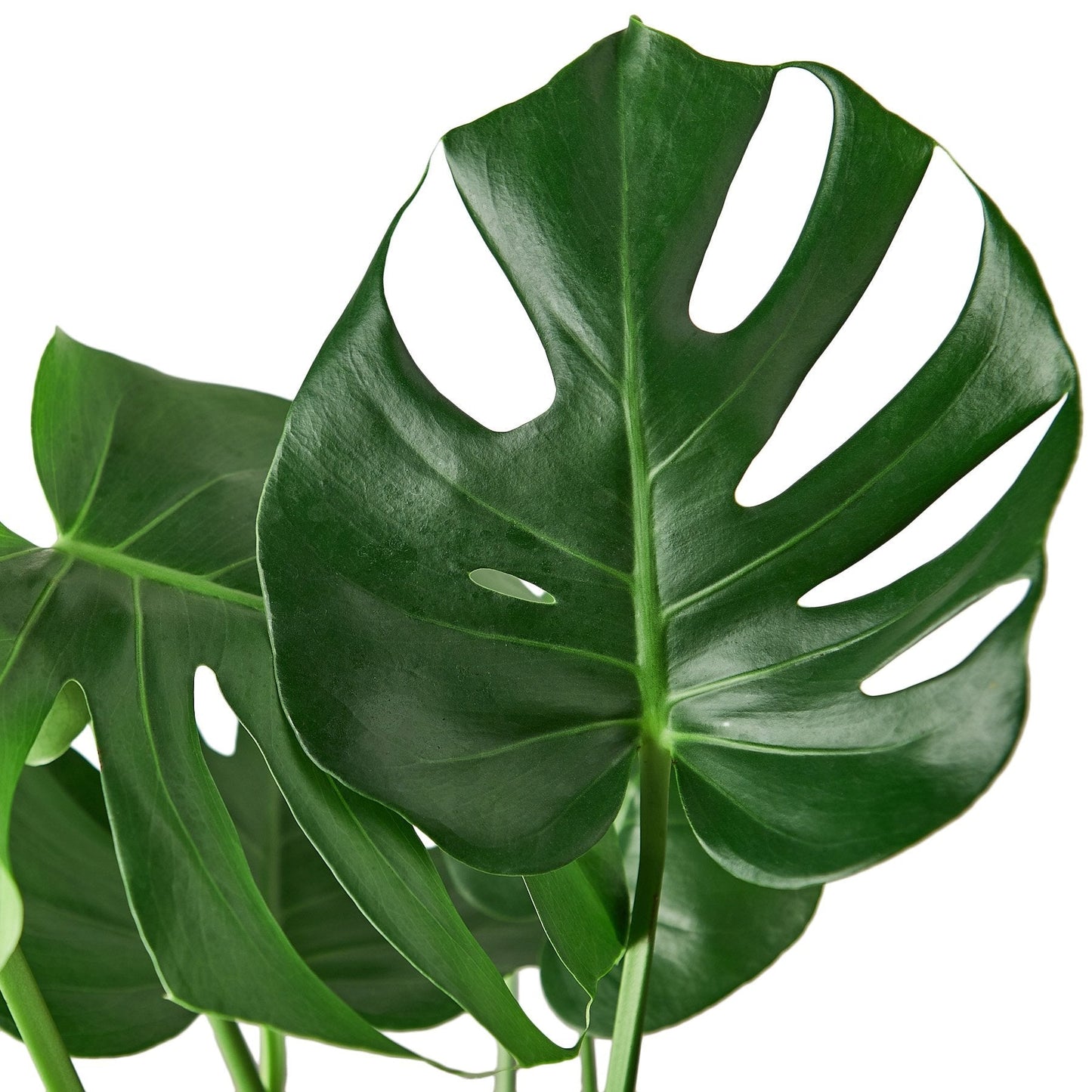 Philodendron Monstera Split-Leaf - 6" Pot - NURSERY POT ONLY