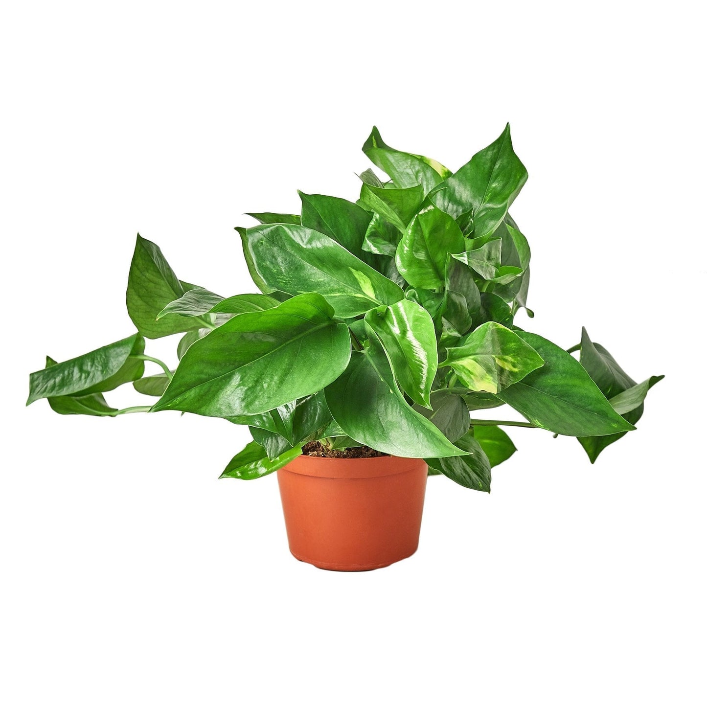 Pothos 'Golden' - 6" Pot - NURSERY POT ONLY