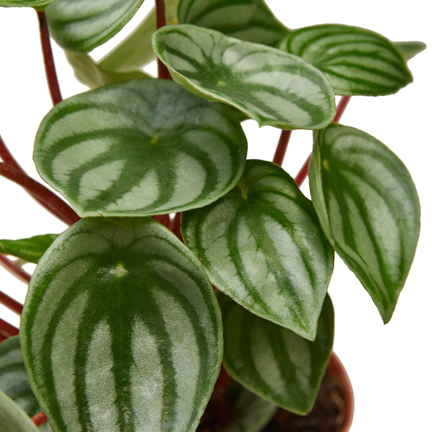 Peperomia Watermelon - 6" Pot - NURSERY POT ONLY