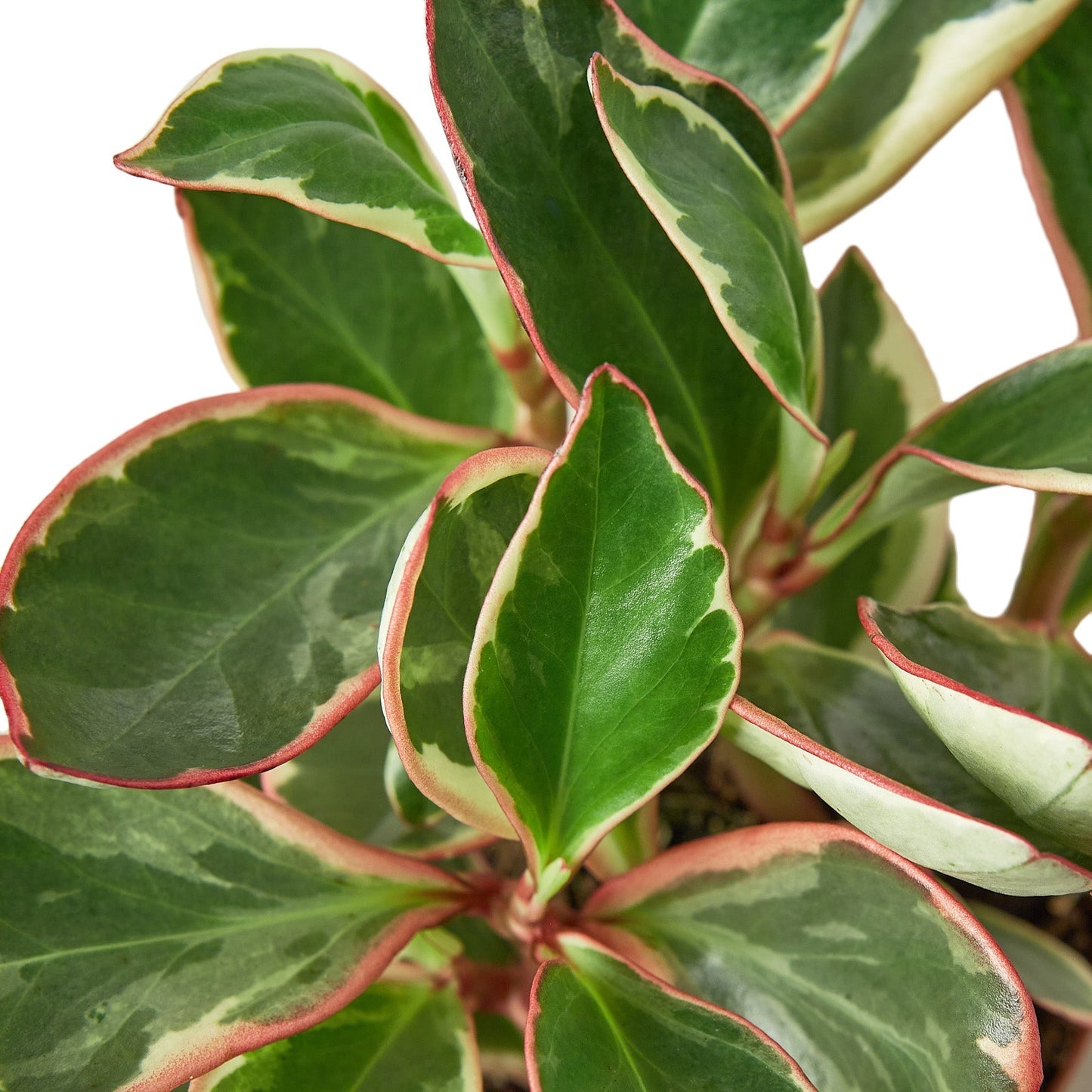 Peperomia 'Ginny' - NURSERY POT ONLY